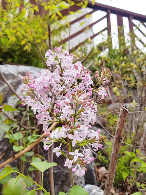 꽃,봄,식물,나무,분홍꽃,식물,자연,plants,nature,꽃,flower