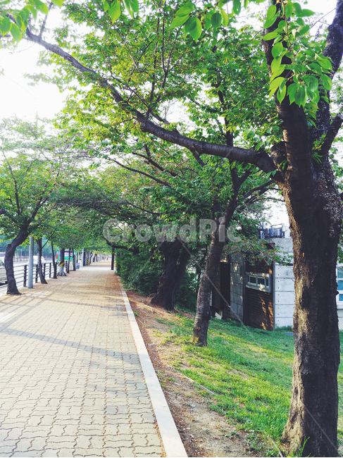 거리,공원,풍경,나무,여름,초록,감성,나뭇잎,나무밑,자연,nature,landscape,계절,summer,season,휴식,힐링,rest,relaxation,healing,식물plants,street