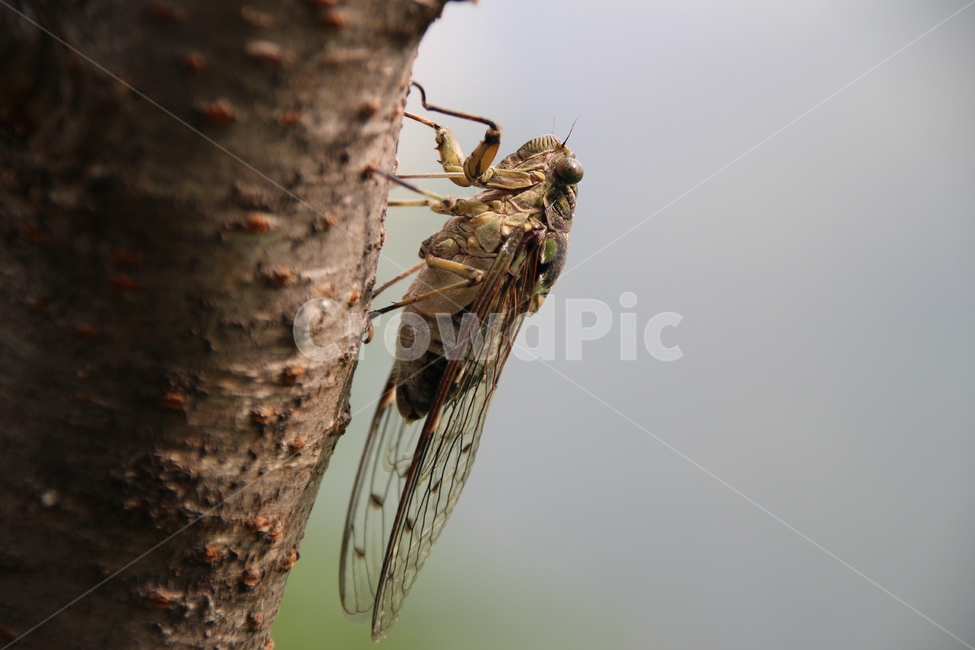 매미,여름,곤충,나무,공원,근접촬영,접사,참매미,한국,동물,animal,곤충,벌레,insect,bug