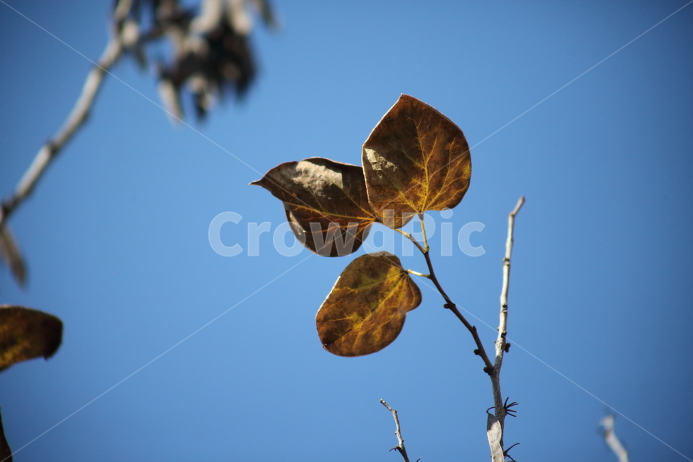 박태기나무,열매,단풍,식물,redleaves,CercischinensisBunge,chineseredbud,가을,계절,fall,autumn,season,plant,leaf,잎,veins,정맥
