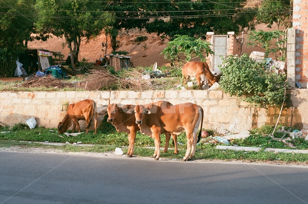 소,cattle,가축,mammal,포유류,cow,동물,animal,동물,animal,포유류,mammal