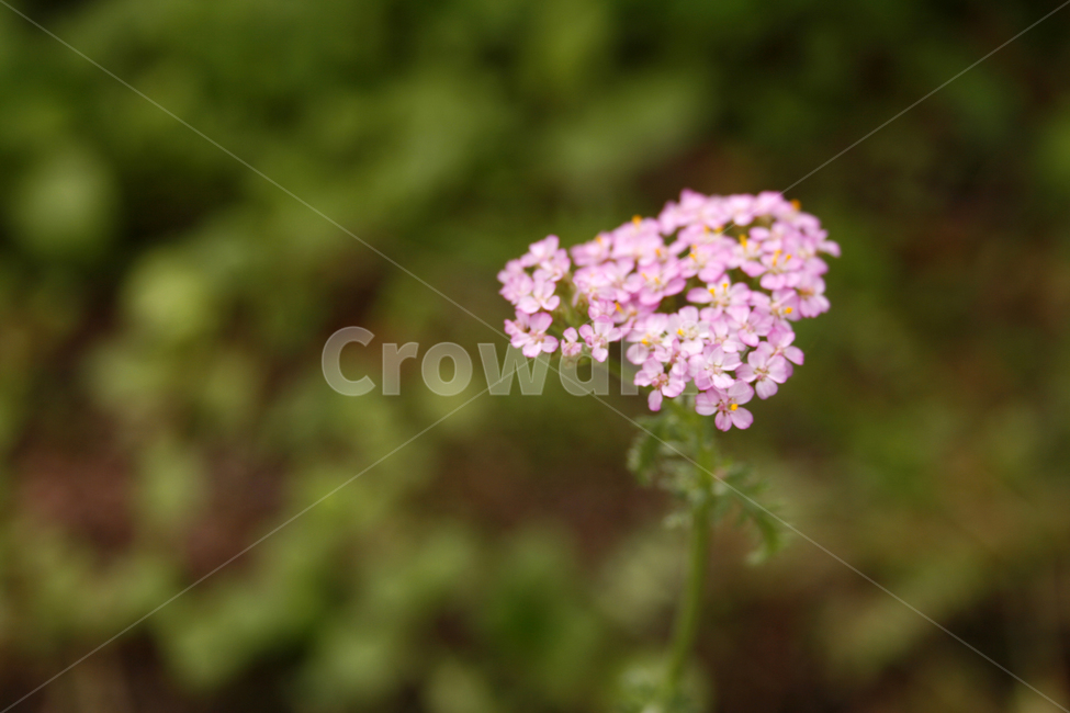 톱풀,식물,flower,plants,nature,꽃봉오리,꽃,식물,자연,plants,nature,꽃,flower