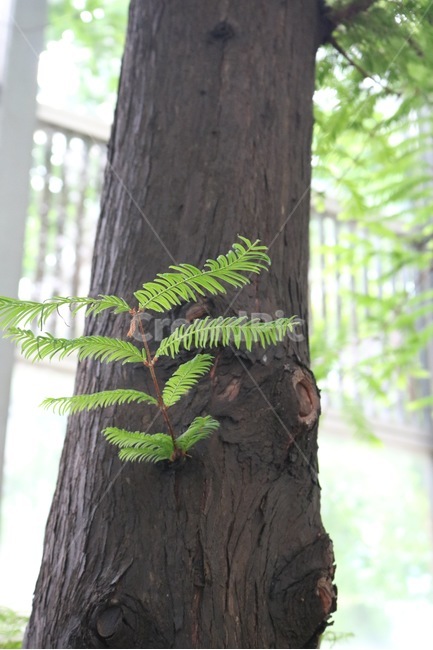 나무,식물,침엽수,자연,tree,plants,conifer,nature,ki,shokubutsu,shinyouzyu,갈색,brown,chairo,초록,green,midori,식물,자연,plants,nature,나무,trees,wood
