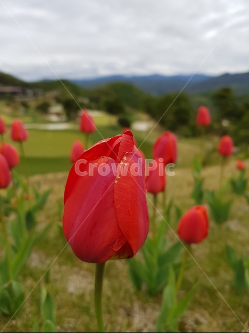튜립,봄꽃,들판,아침이슬,비,식물,자연,plants,nature,꽃,flower