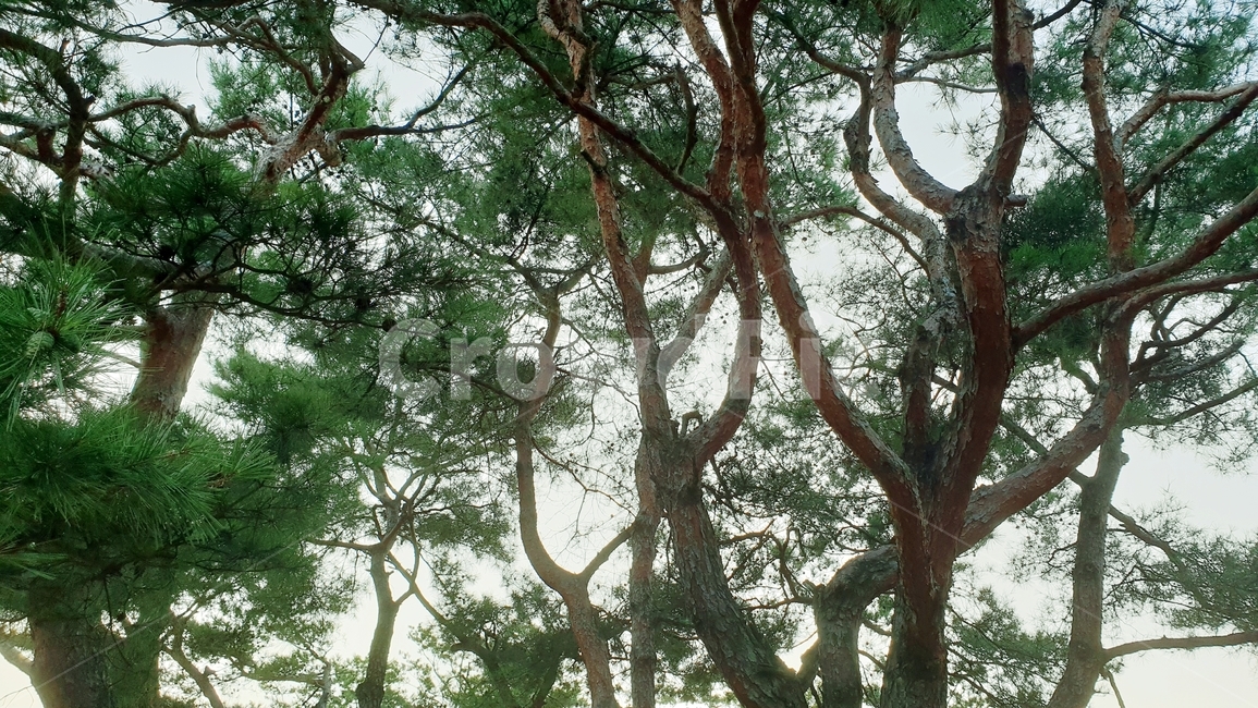 소나무,소나무숲,초록,그린,식물,자연,nature,plant,green,식물,자연,plants,nature,나무,trees,wood