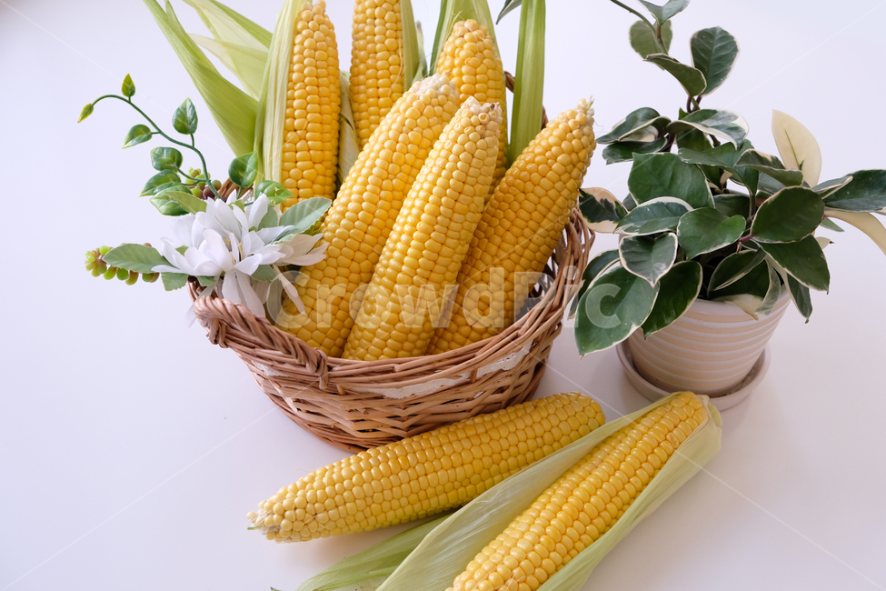옥수수,초당,콘,노란옥수수,신선,식품,음식,초당옥수수,corn,yellow,fresh,food,음식,식재료,요리,food,cook,meal,dishes,food reserves,곡류,곡식,cereals