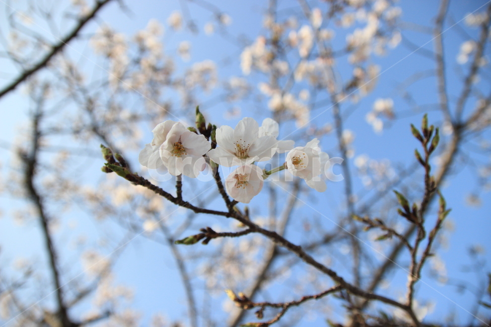 벚꽃,봄꽃,축제,봄나들이,봄하늘,봄,계절,spring,season,식물,자연,plants,nature,꽃,flower,plant,blossom