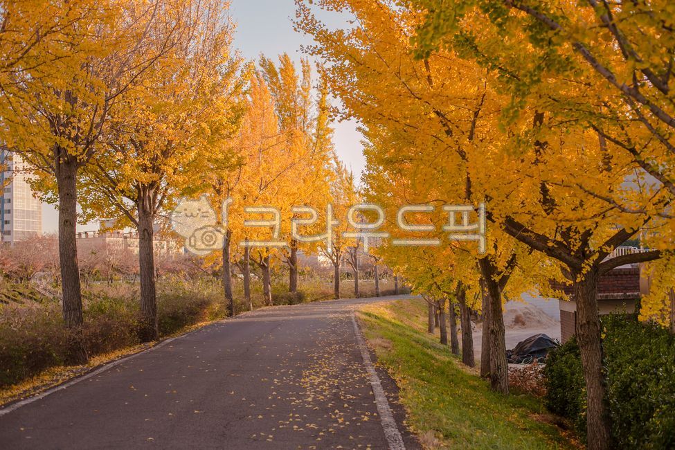 가을,은행나무,은행잎,은행나무거리,해질녁,가을하늘,가을햇살,가을이미지,이미지,가을감성사진,감성사진