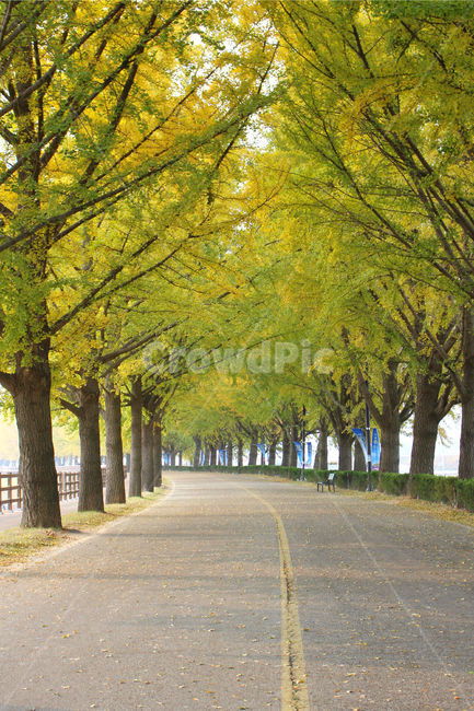 은행나무,길,가을,계절,자연,fall,은행,가을,계절,fall,autumn,season,자연,풍경,nature,landscape,tree,나무,plant,식물,outdoors,옥외,grass,잔디