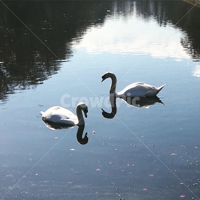 풍경,성당,배경화면,백조,호수,동물,animal,조류,새,birds