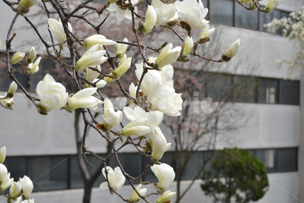 꽃,자연,식물,목련,봄꽃,매그놀리아,magnolia,flower,식물,자연,plants,nature,꽃,flower