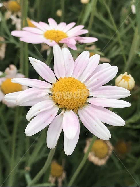 플라워,꽃,자연,flower,식물