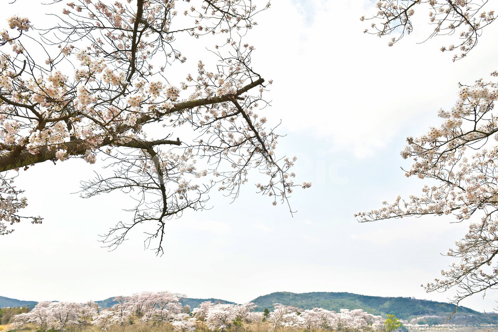 경주,경주벚꽃,벚꽃,벚꽃축제,보문호반길,풍경,꽃,식물,하늘,나무,4월행사,4월축제,봄,계절,spring,season