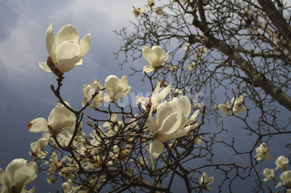 flower,blossom,꽃,petal,꽃잎,plant,식물,white,whiteflower,spring,봄,봄꽃,흰꽃,하얀꽃,sky,하늘