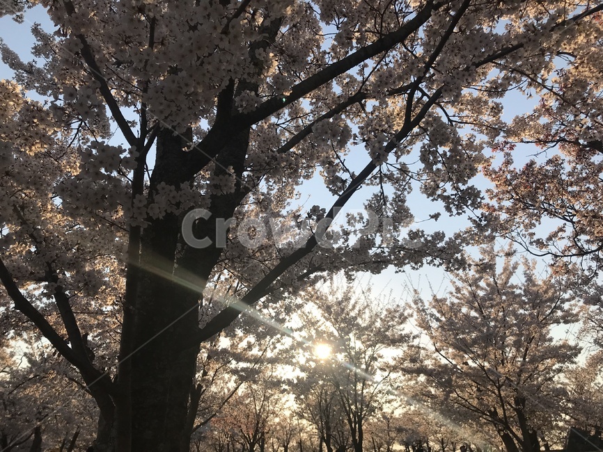 벚꽃,나무,풍경,꽃놀이,햇빛,나무사이비치는햇빛,봄,계절,spring,season,식물,자연,plants,nature,나무,trees,wood,plant,light,빛,flare,플레어