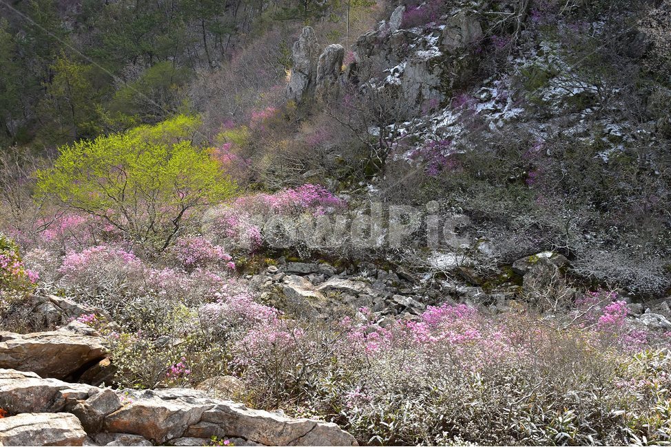 주작산,덕룡산,종주,진달래,풍경,기암,바위,비경,봄풍경,진달래꽃,강진,명산,산행,등산,마운틴,힐링,mountain,landscape,자연,natural,봄,계절,spring,season,자연,풍경,nature,landscape,한국자연풍경,한국자연경관,korea nature landscape,plant,식물