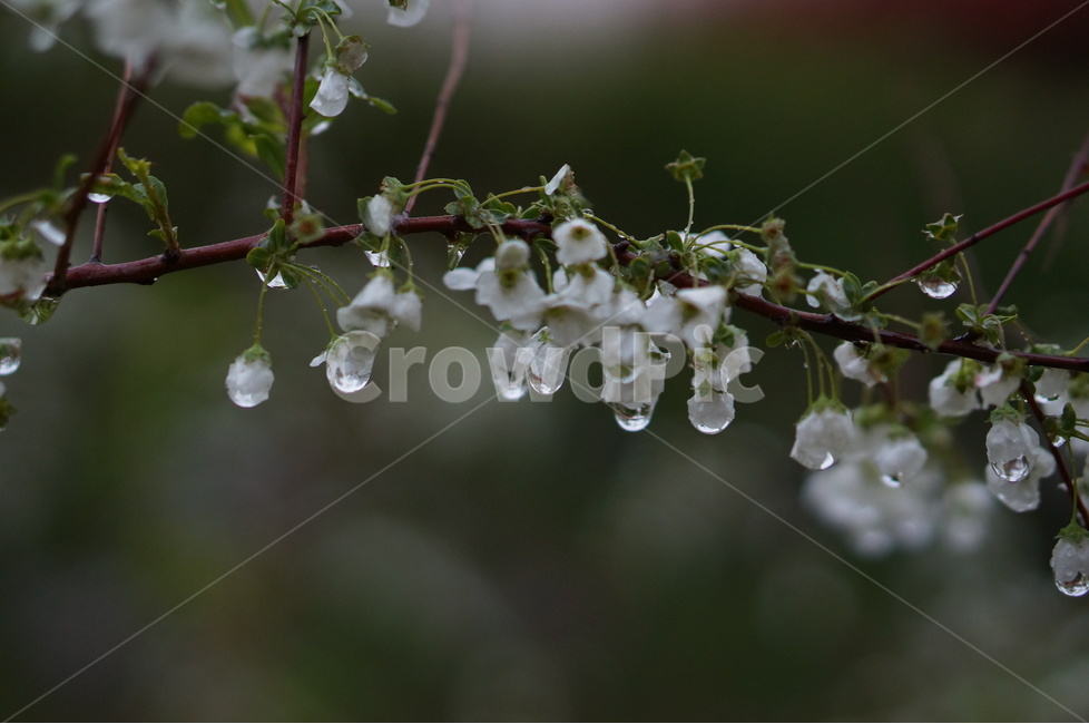 비,나무,물방울,흐림,흰색,오후,봄,계절,spring,season,식물,자연,plants,nature,꽃,flower,비,비오는날,rain,rainy