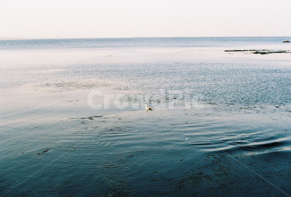 필름,필름카메라,아날로그,analog,filmcamera,film,감성,감성사진,바다,기러기,동물,animal,조류,새,birds,감성,sensible,feeling