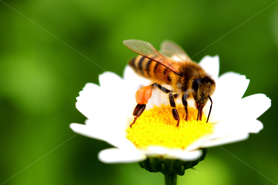 벌레,벌,동물,식물,꽃,자연,식물,자연,plants,nature,꽃,flower,동물,animal,곤충,벌레,insect,bug