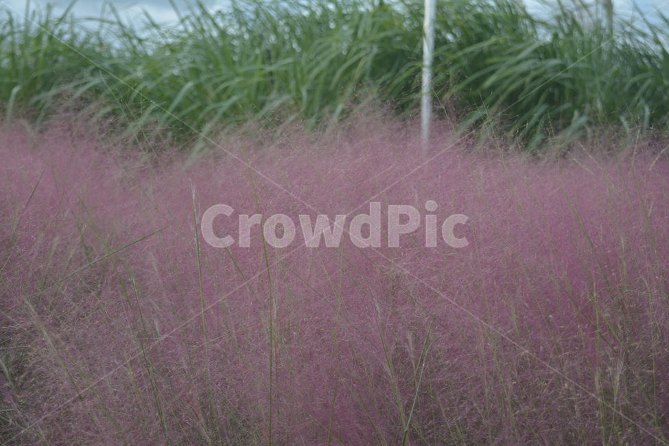 grass,잔디,plant,식물,핑크뮬리,풀,잡초,감성