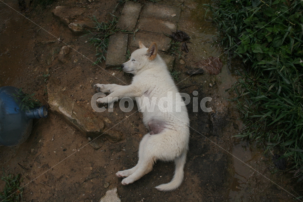토종개,진돗개,강아지,흰색,꿀잠,동물,animal,포유류,mammal,개,강아지,dog,doggy