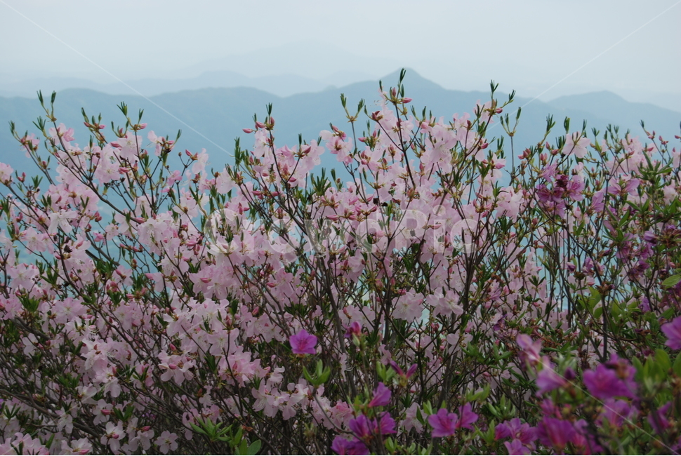 봄,산,꽃,자연,하늘,식물,자연,plants,nature,꽃,flower