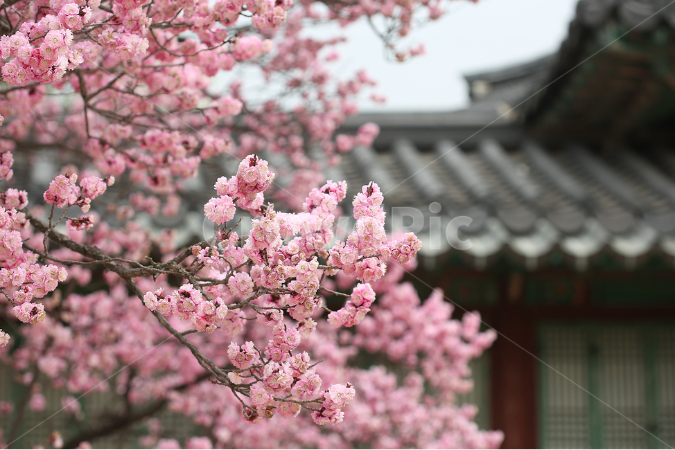 궁,봄,꽃,창경궁,palace,flower,spring,지붕,roof,봄,계절,spring,season,한국전통,한국문화,korean traditional,korean culture,식물,자연,plants,nature,꽃,flower,plant