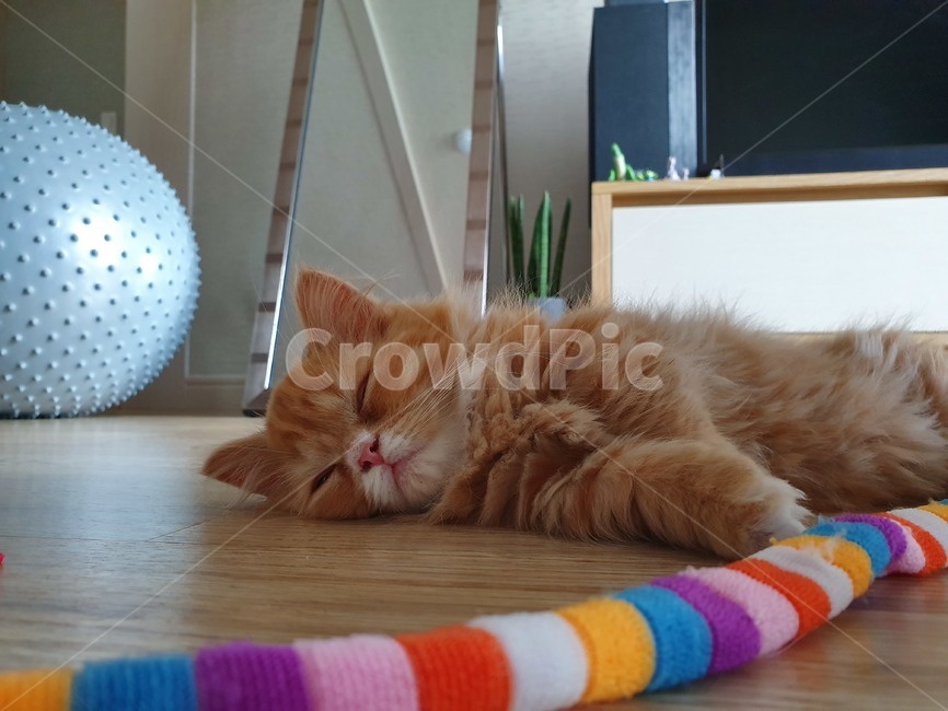 고양이,귀여움,동물,피곤함,새끼,꿈나라,꿈,애완동물,반려동물,잠자는고양이,꿈속에서,먼치킨,먼치킨고양이,기절,노랑이