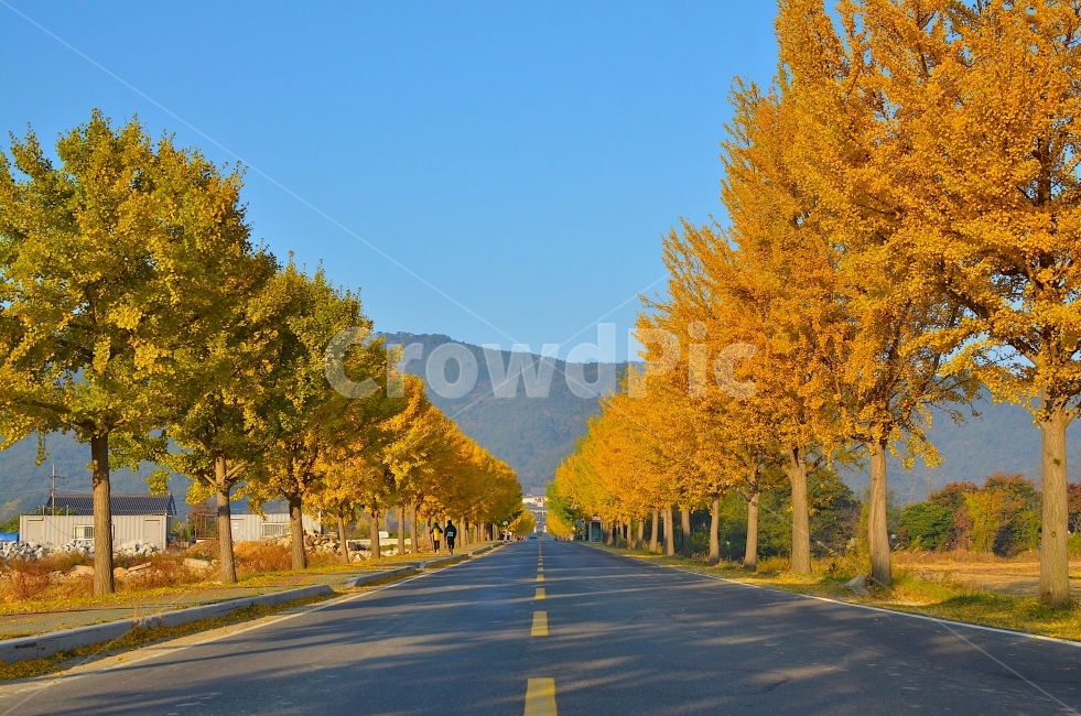 가을,은행나무,길,감성사진,나무,배경화면,가을,계절,fall,autumn,season,자연,풍경,nature,landscape,한국자연풍경,한국자연경관,korea nature landscape,식물,plants,나무,trees,wood,road,도로,asphalt,아스팔트,highway,고속도로,freeway,고속 도로,person,사람,human,인간