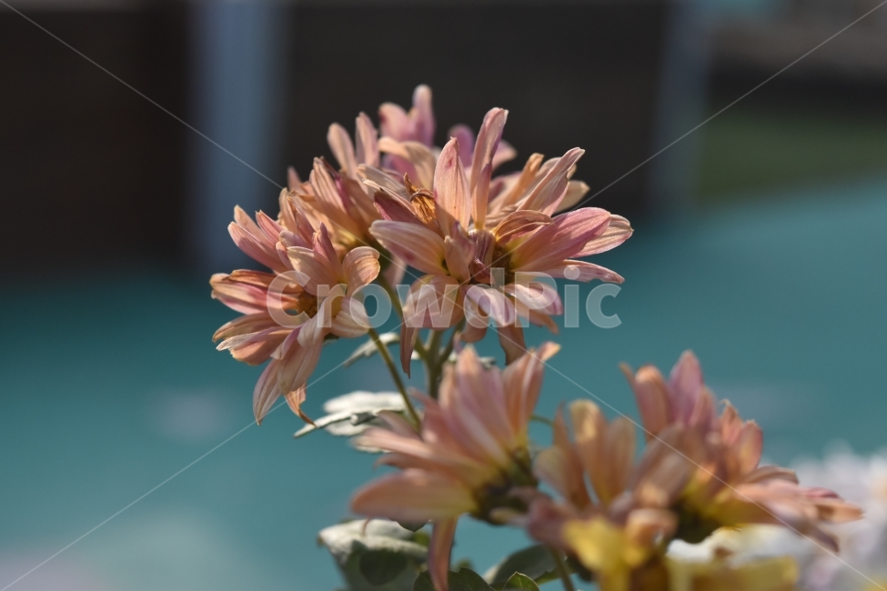꽃,장식,봄,분홍,flowers,식물,자연,plants,nature,꽃,flower