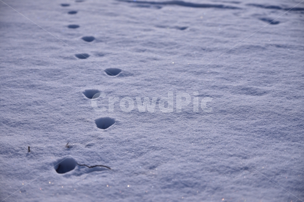 snow,winter,season,눈,겨울,발자국,짐승,동물발자국,겨울,계절,winter,season