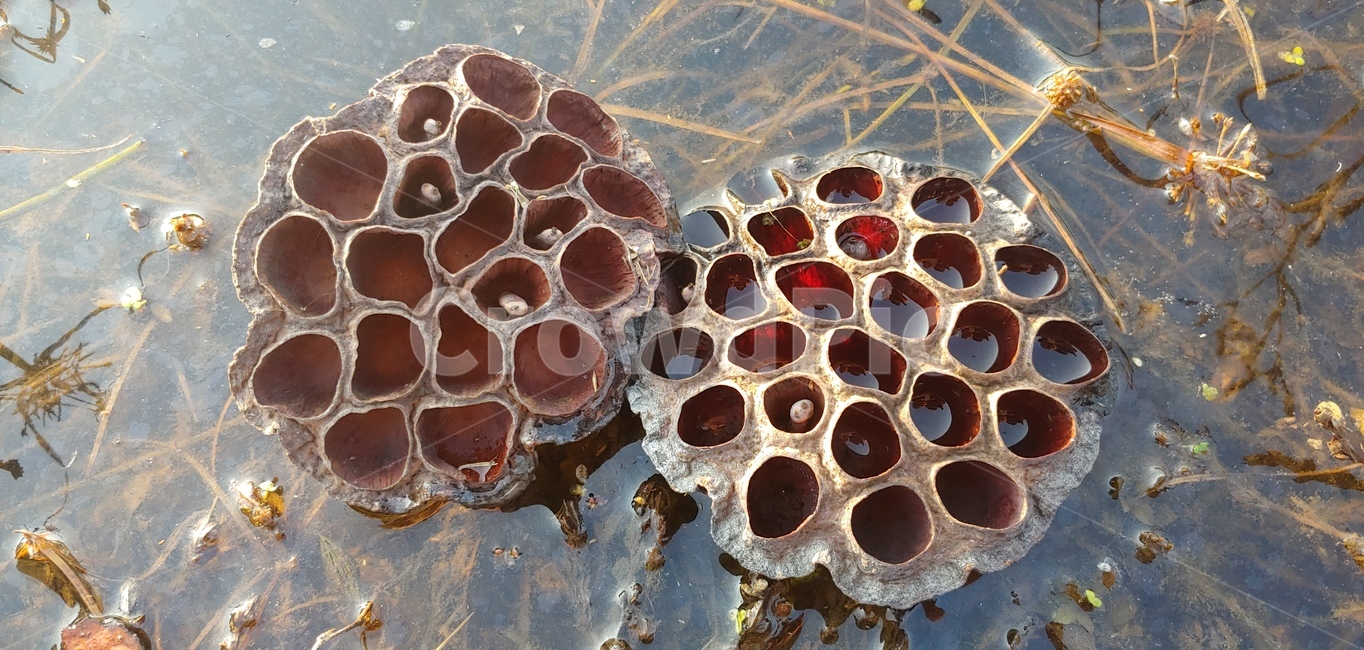저수지,연잎밥,연씨,자연,연근,연근조림,예술,식물,자연,plants,nature