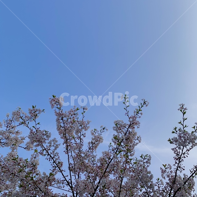 꽃,식물,자연,나무,벚꽃