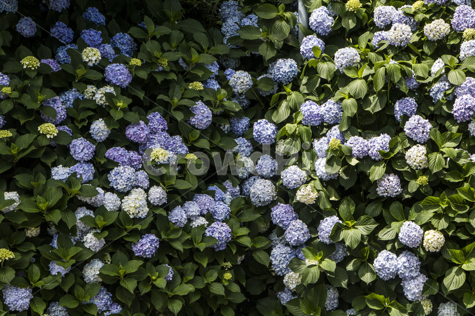 수국,꽃,자연,식물,잎,배경,백그라운드,여름,풍경,경치,식물,자연,plants,nature,꽃,flower