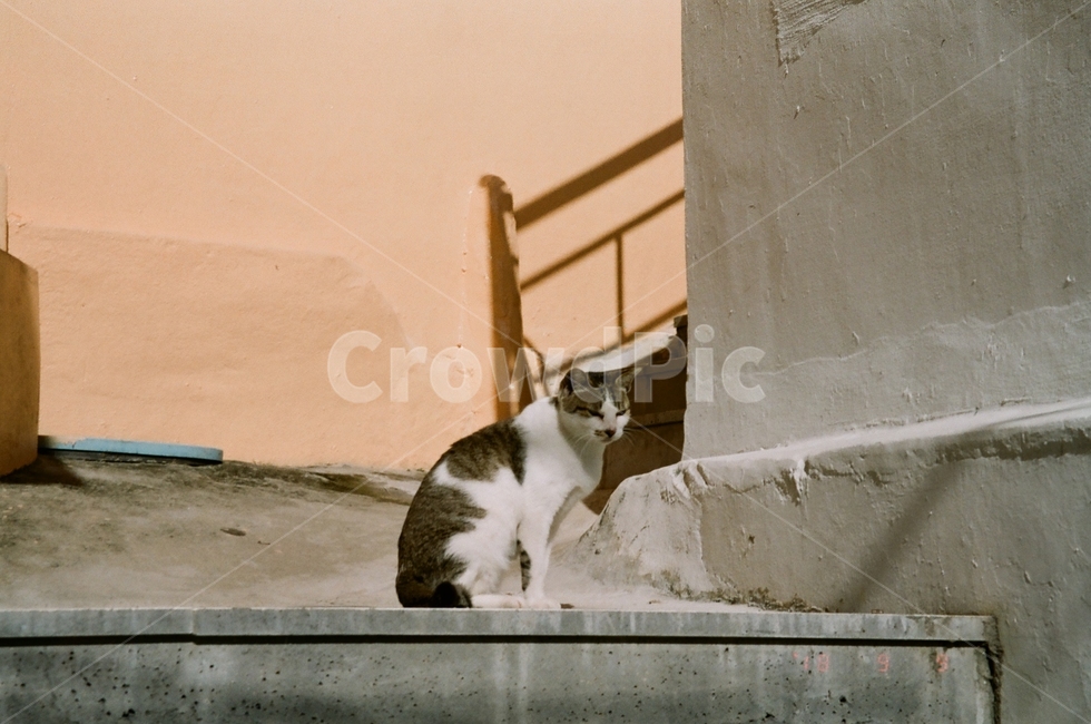 고양이,길고양이,여유,휴식,길거리,동물,animal,포유류,mammal,고양이,cat,kitten,kitty