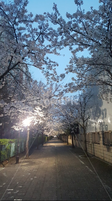 봄꽃,벚나무,가로등,저녁산책,벚꽃