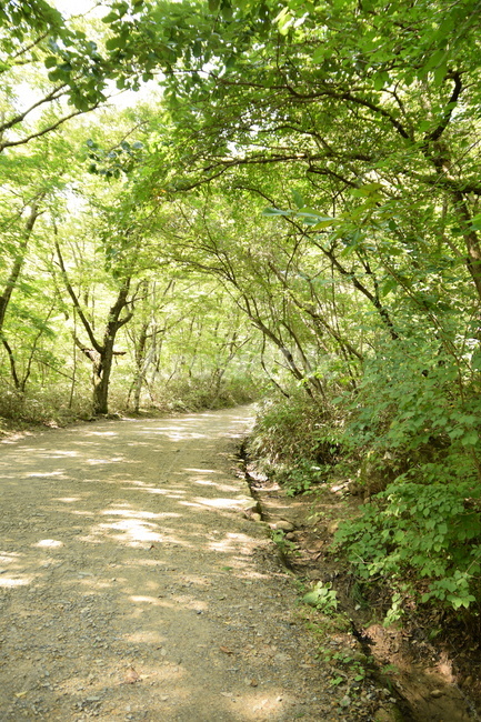 숲길,시골,숲,길,도로,풍경,나무,풀,forestroad,countryroad,forest,road,landscape,trees,grass,자연,풍경,nature,landscape,path,통로