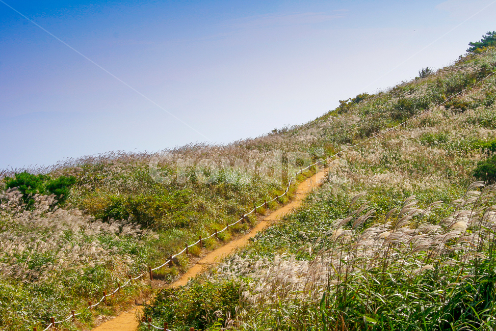 갈대,길,가을,산,등산,축제,가을,계절,fall,autumn,season,자연,풍경,nature,landscape,road,도로,gravel,자갈,dirt road,흙길,outdoors,옥외,ground,바닥