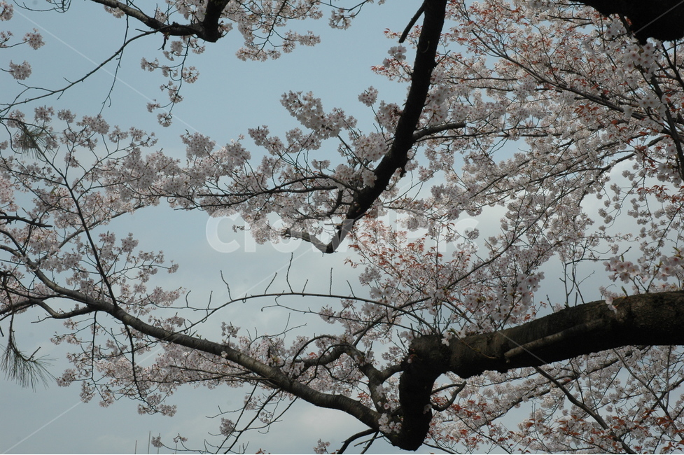 벚꽃,cherryblossom,꽃,벗꽃축제,힐링,봄,계절,spring,season,식물,자연,plants,nature,나무,trees,wood,plant,flower,cherry blossom,blossom