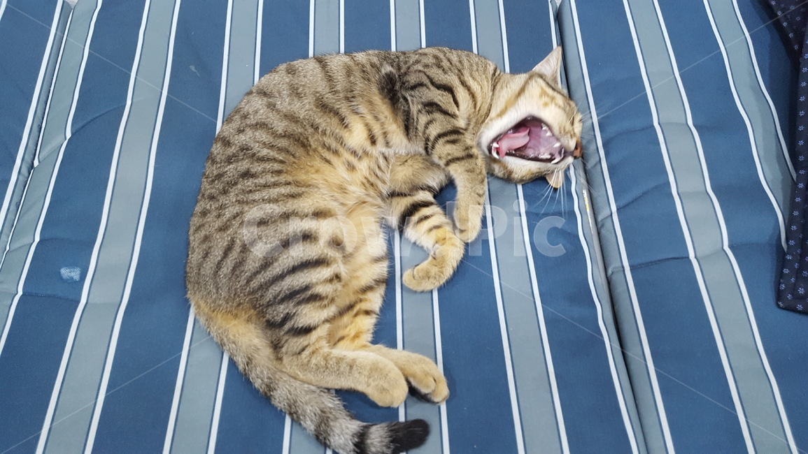 cat,고양이,길냥이,동물,애완,힐링
