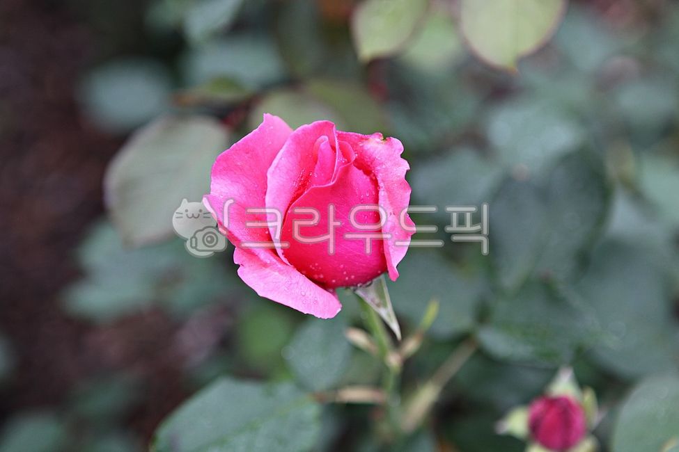 장미,장미꽃,봄꽃,꽃,꽃잎,잎,봄,식물,자연,공원,개화