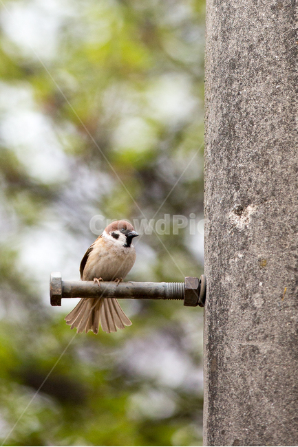참새,전신주,자연,휴식,생태사진,동물,animal,조류,새,birds
