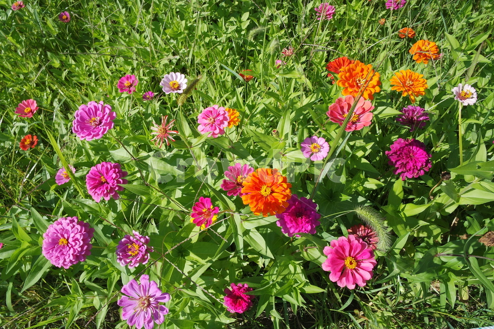 꽃,보라색꽃,주황색꽃,핑크색꽃,예쁜꽃,식물,자연,plants,nature,꽃,flower