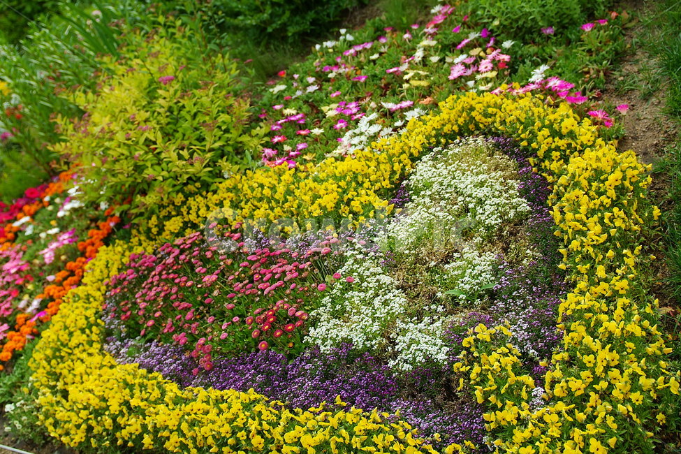 꽃,식물자연,plants,색깔,색상,색채,color,sense,flower,감성,식물,가든