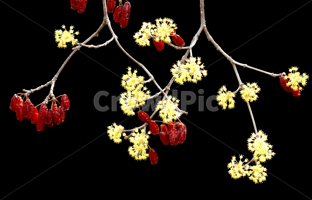 art,미술,graphics,플로랄디자인,floraldesign,무늬,plant,식물,산수유,봄,꽃
