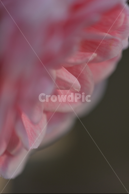 동백꽃,camelliaflower,설중사우,동백화,산다화,조매화,사랑,김유정,소설,식물,자연,plants,nature,꽃,flower