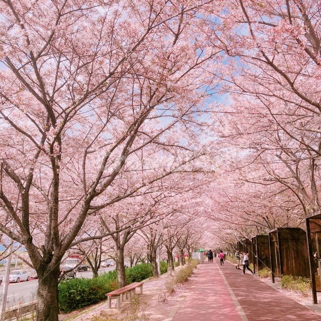 벚꽃,꽃,풍경,자연,하늘,구름,벚꽃풍경,봄,봄꽃,봄,계절,spring,season,plant,식물,blossom,flower