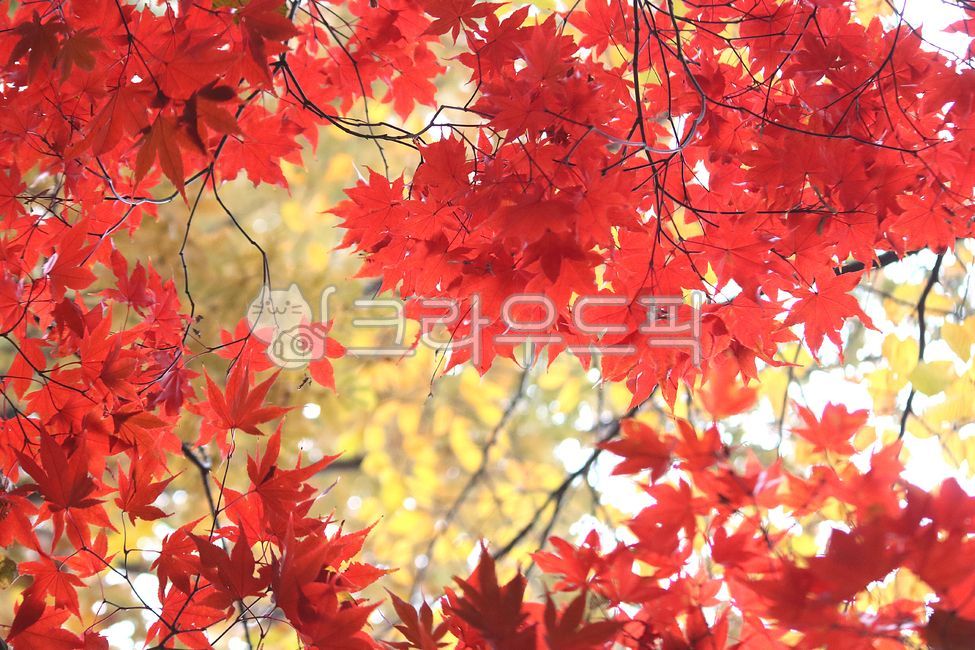 가을, 낙엽, 단풍나무, 단풍잎, leaf, 사진,이미지,일러스트,캘리그라피 - benjamin작가