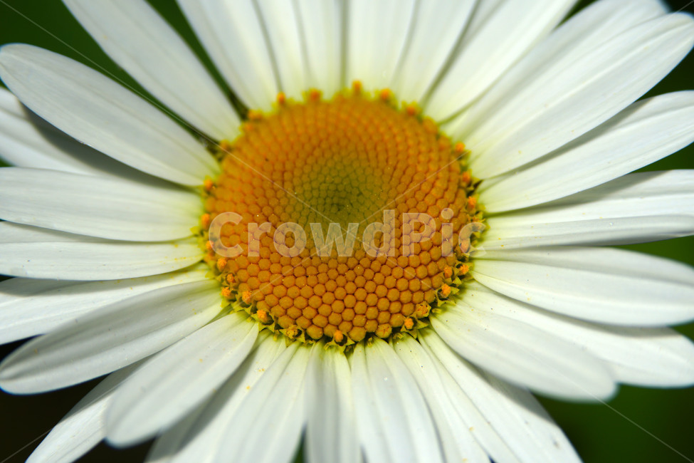 샤스타데이지,봄꽃,한국자연,꽃,꽃사진,플라워,flower,봄,spring,식물,plants,자연,nature,풍경,landscape,계절,season,snap,스냅,접사,macro,closeup,클로즈업,감성사진,감성,힐링,healing,느낌,feel,feeling,꽃밭,화단,꽃봉오리,5월,May,shastadaisy,봄,계절,spring,season,식물,자연,plants,nature,꽃,flower,plant,blossom,daisy,데이지,daisies