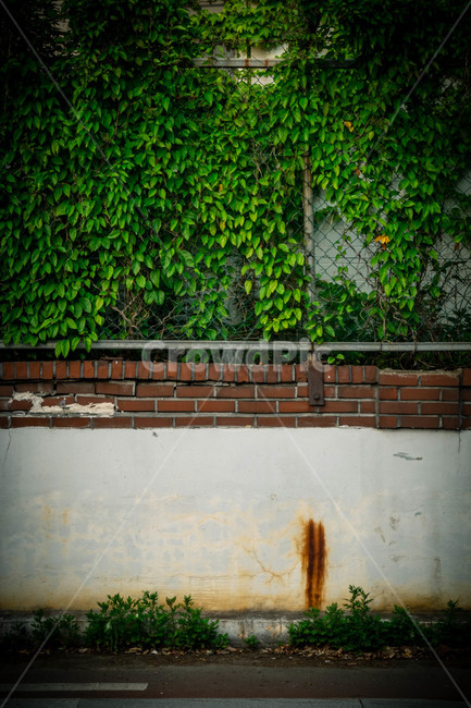 plant,식물,담쟁이넝굴,담쟁이덩쿨,담쟁이덩굴,철조망,벽,wall,vintage,빈티지,로모,lomo,야외,풍경